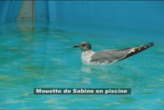 Lâcher d'une Mouette de Sabine (Larus Sabini)