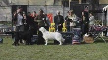 Romanian Retriever Club Show 2008