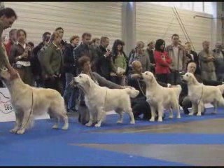 European Dog Show 2008 golden retrievers