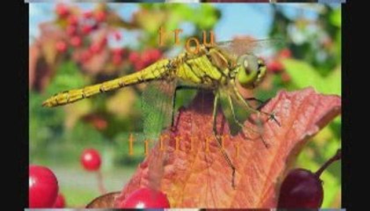 GRIMACES ET CONTORTIONS ANIMALIERES.0001