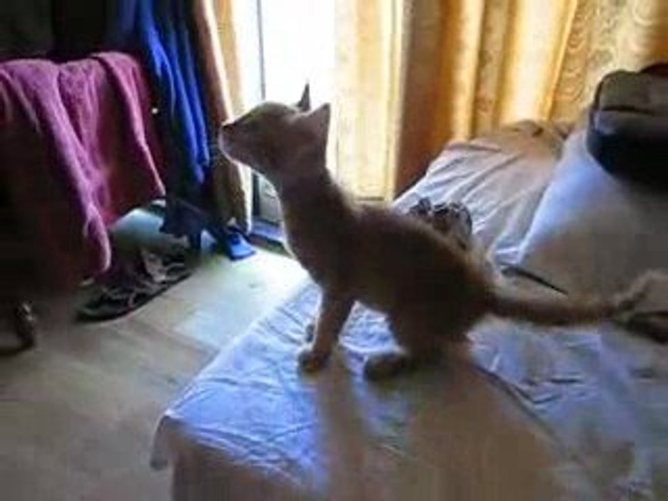 chaton affamé