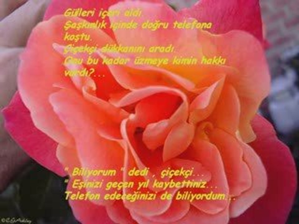 Güller ve Sevgi