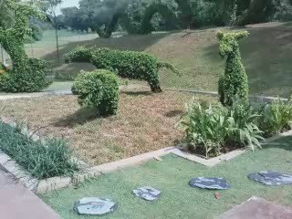 Topiary Ficus at Hort Park...