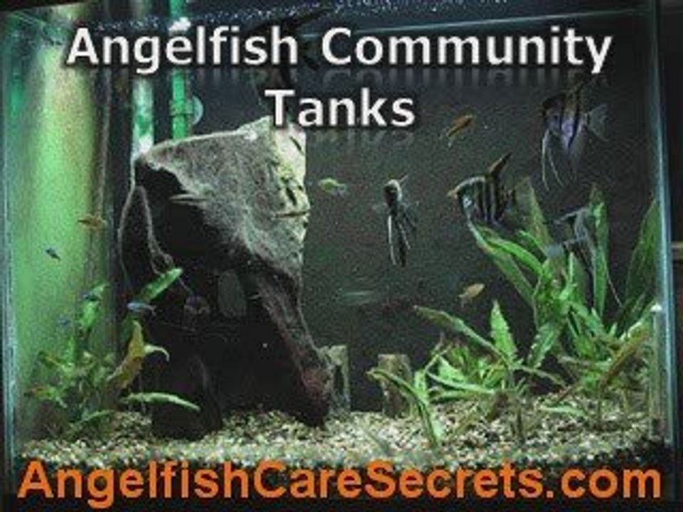 Angelfish Breeding Secrets