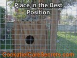 Cockatiel Cages - Best Practices To Choose The Right Cage