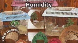 How To Choose Best Hermit Crab Habitat - Hermit Crab Home