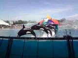 MARINELAND - UNIVERSITY SHOW ORCAS