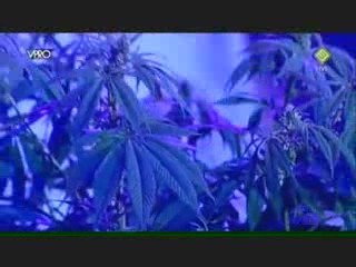 Snoop Dogg Live @ Lowlands - Gimme Dat Tree Freestyle (HOT!)