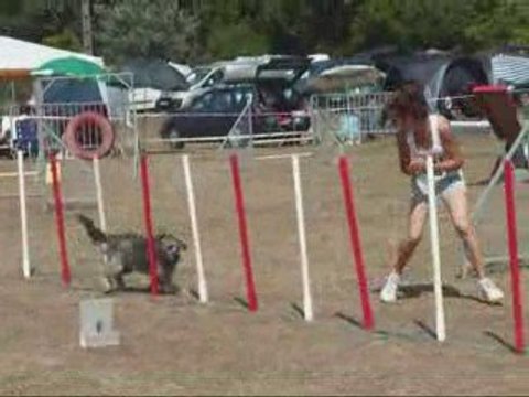 City 3eme Concours Agility 22 Mois