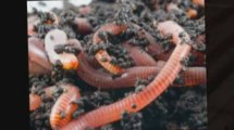 Generate Worm Composter