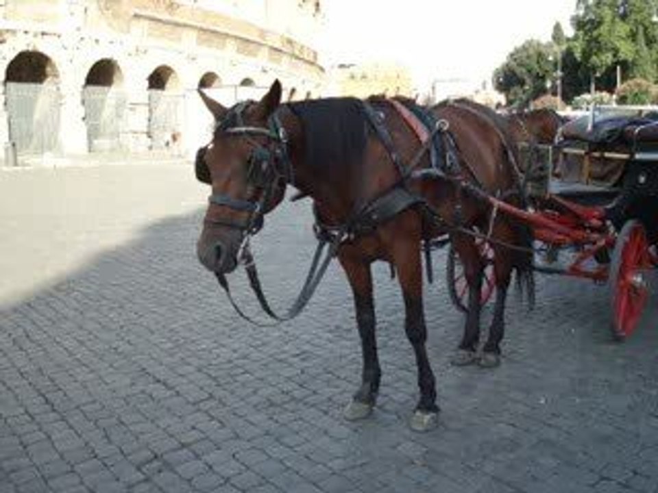 Rome (Jolly Jumper fait le beau)
