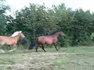 pitch et sibélius : travail duo en liberté