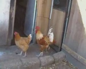 Coq qui chante