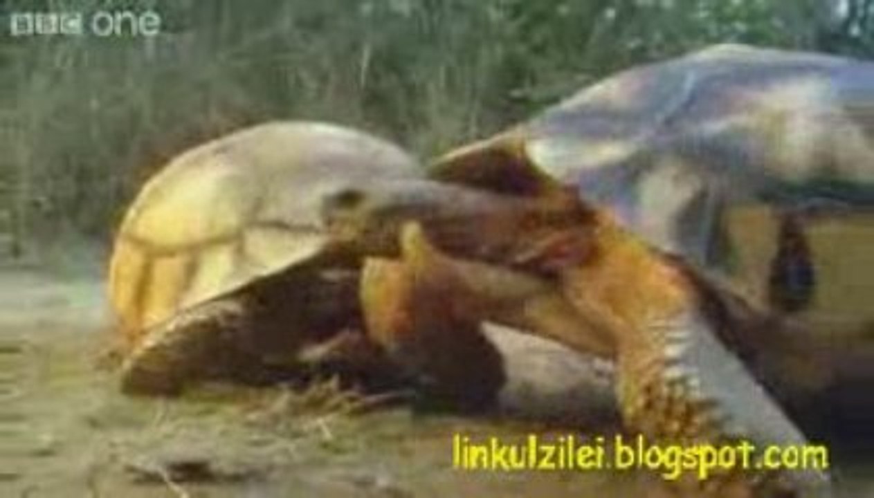 Funny talking animals