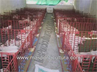 Instalaciones porcinas