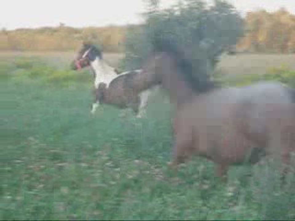 Les chevaux qui s'énervent dans le champ :P