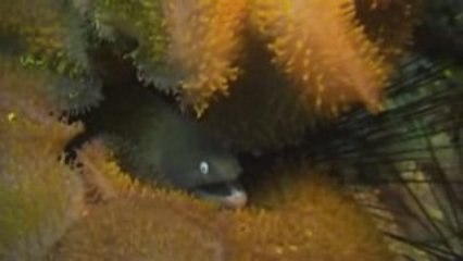 Koh Samui Island Thailand