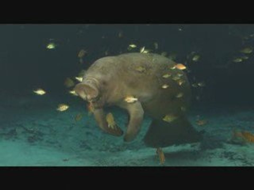 Dolphins and Whales Tribes of the Ocean 3D