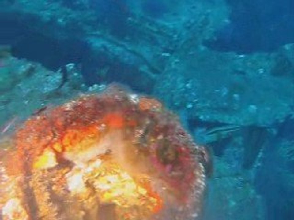 Sortie ASC Presqu'ile de Giens Aout 2009