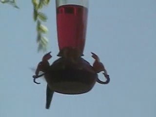 Hummingbirds III