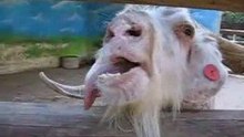 A goat makes faces