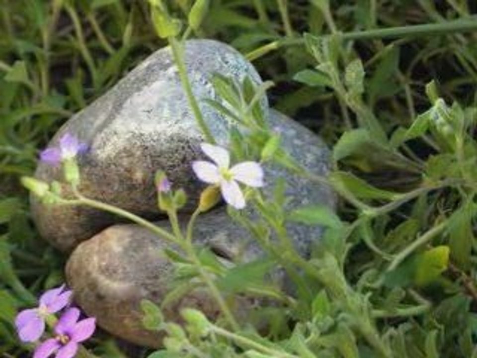 JE SUIS UN TAILLEUR DE PIERRES