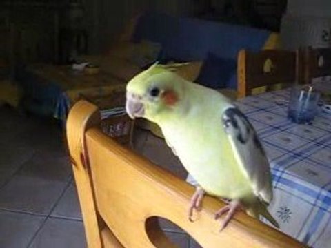 mon coco calopsitte qui parle