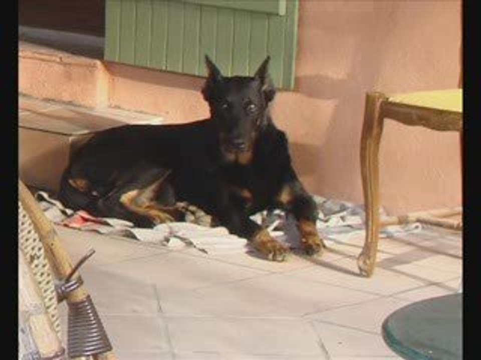 mon beauceron Racan de steph angeaurel