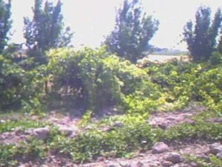 aksaray bahçeleri www.acemli68.com