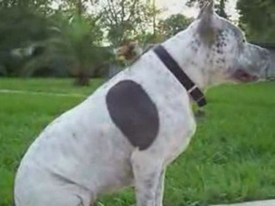 Kim demiş Pitbull saldırgan diye