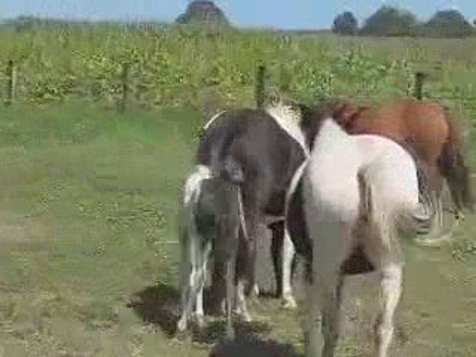 Slevy de Saint Raphael