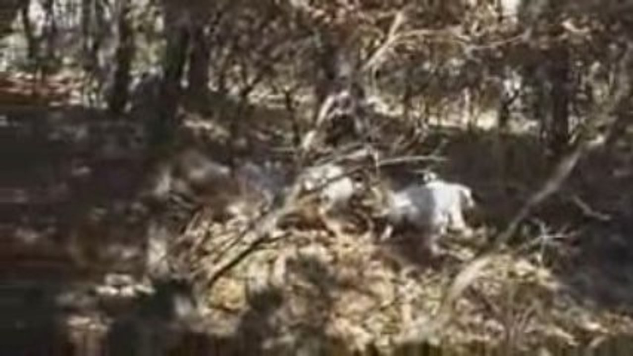 çullk video