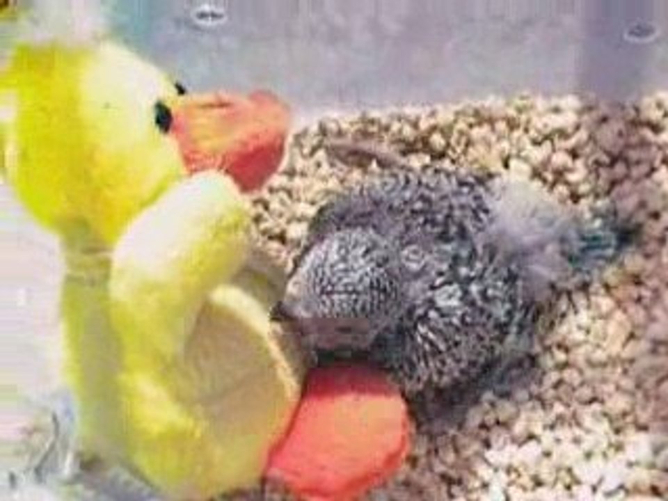 Titi le bulldozer prend un bain de soleil après l'effort.