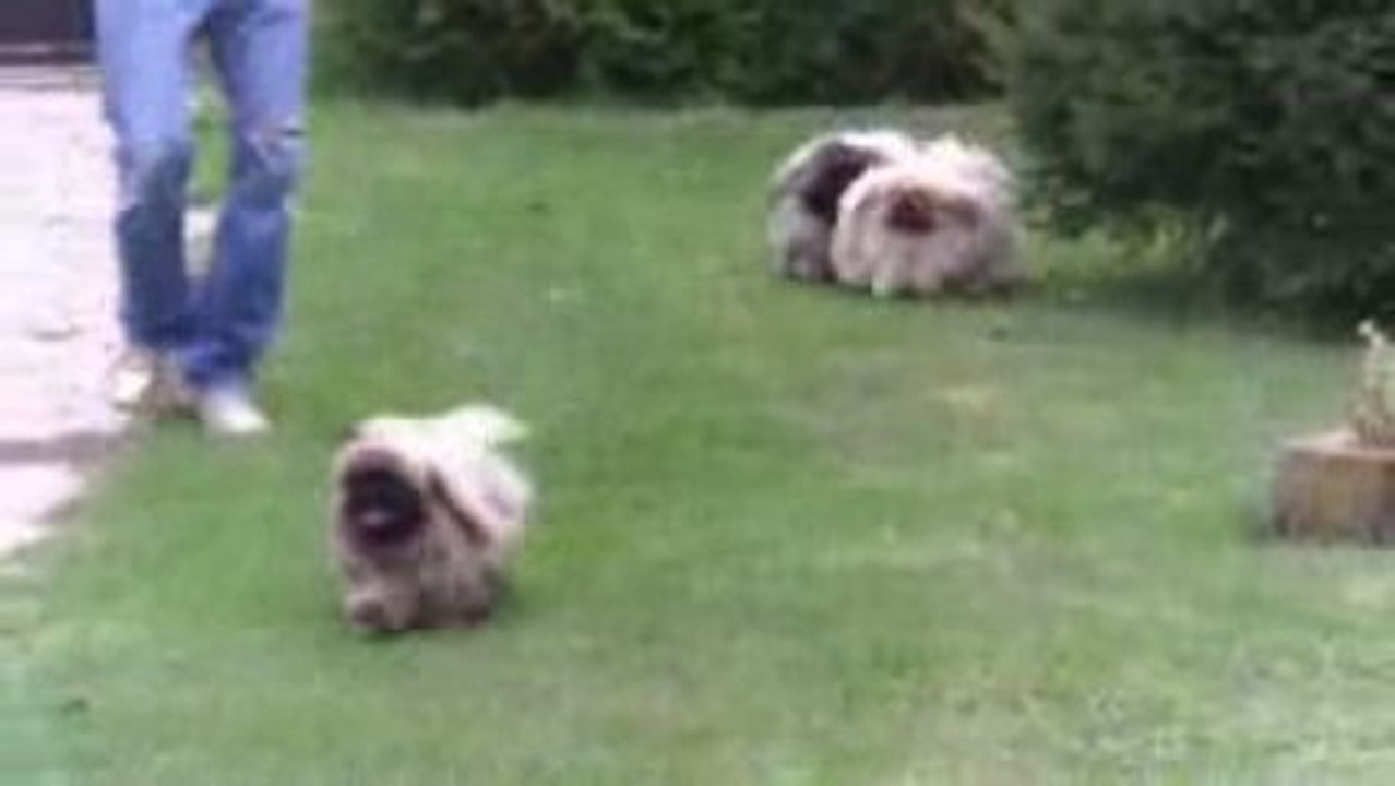 Pekingese DORA MAAR at VANNJTY 11 SEPT 09