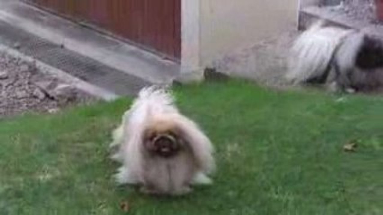 Pekingese CHINESE QUEEN at VANNJTY 11 SEPT 09