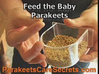 Raising Baby Parakeets in a Proper Way