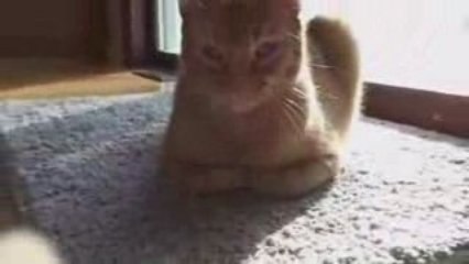 Un rat et un chat sont amis