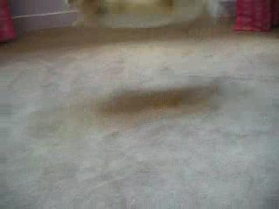 Donut le petit lapin bélier