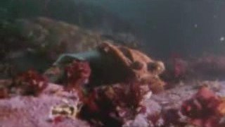MUST SEE - Octopus VS Shark