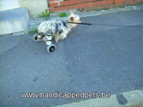 Chariot pour chien handicapé et paralysé