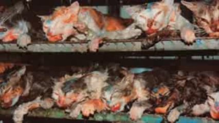 Projet de publicité choquante pour Simple Shoes