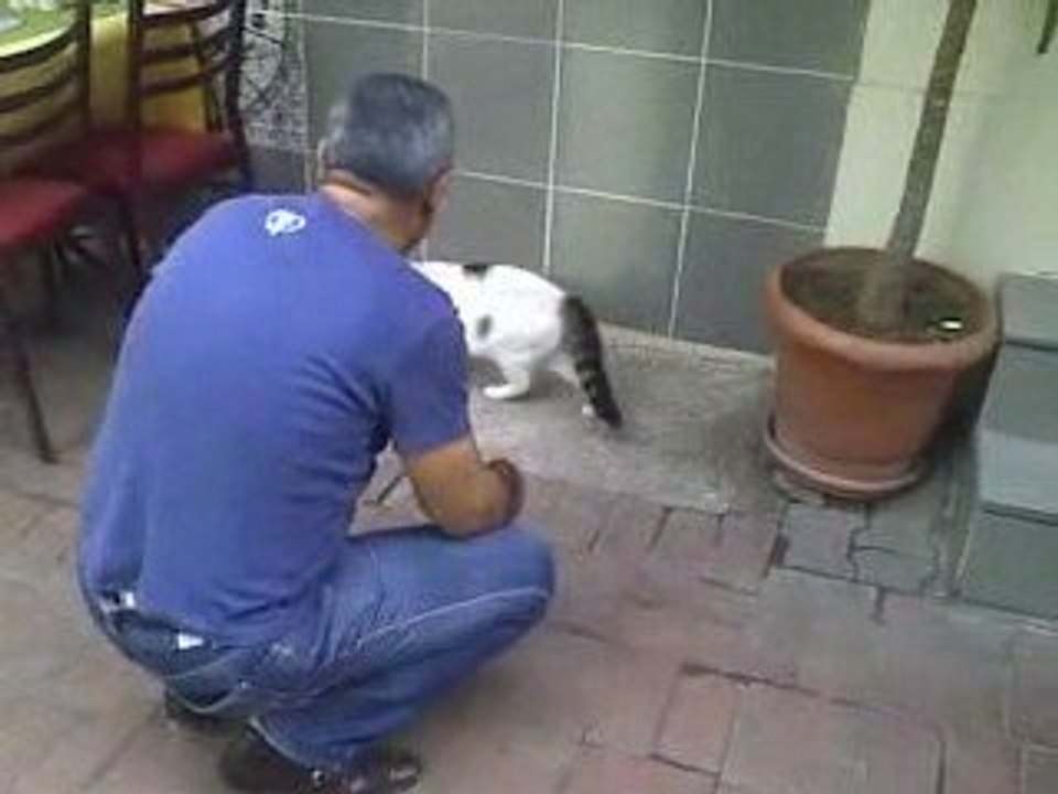 KEDİ KÖPEĞE SALDIRIYOR - CRAZY CAT