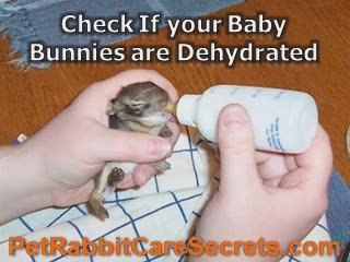 13 Powerful Tips About Baby Rabbit Care