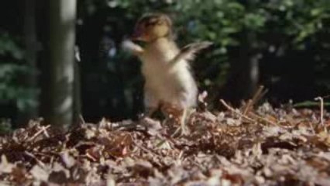 Earth - Official Trailer [HD]