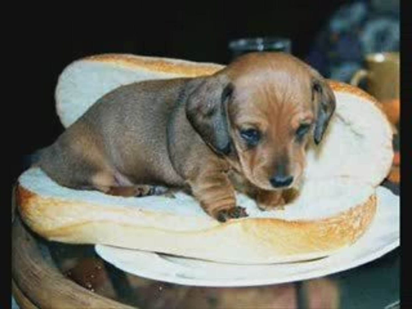 MUST SEE - Funny Animals !, funny animals