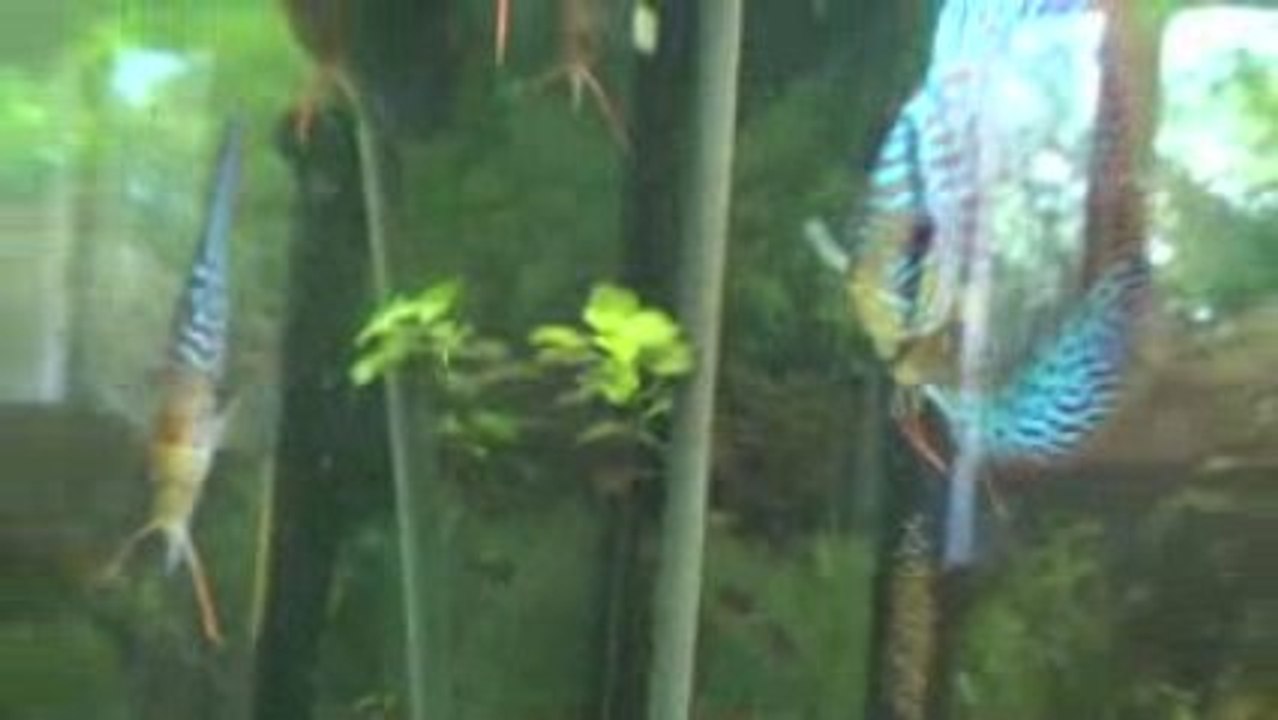 2 pontes de discus léopard en bac communotaire