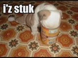 MUST SEE - Very Funny DOGS, funny animals