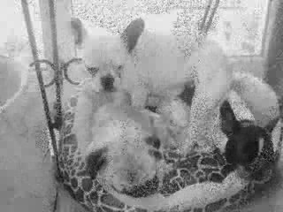 LA MEUTE VENDREDI 28 AOUT 2009