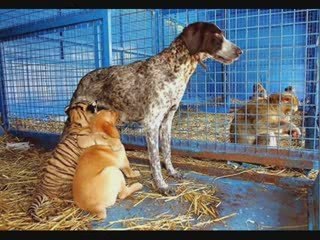 MUST SEE - Funny Animals 3 !, funny animals
