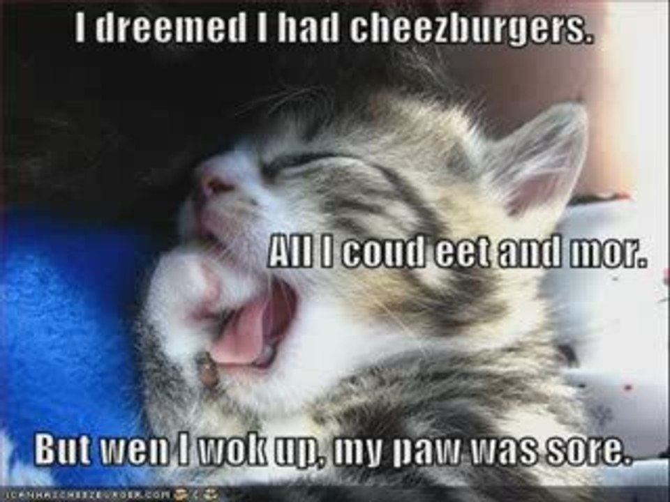 MUST SEE - Very Funny CATS 24, funny animals